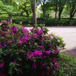 インターバルトレーニングのリカバリーで脚を止めてはいけない理由