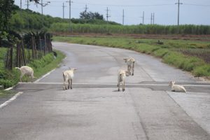 2018年9月（278km／完休11日）