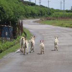 日本最南端・波照間島をRuntrip！