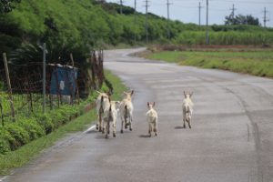日本最南端・波照間島をRuntrip！