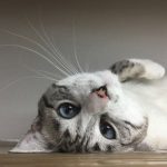 「もったいない」の使い分け