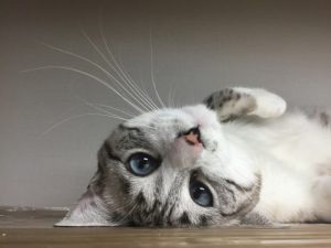 「もったいない」の使い分け